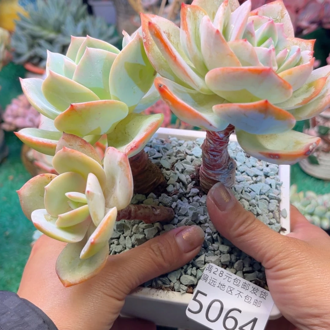 大5064，b d g g h c b n