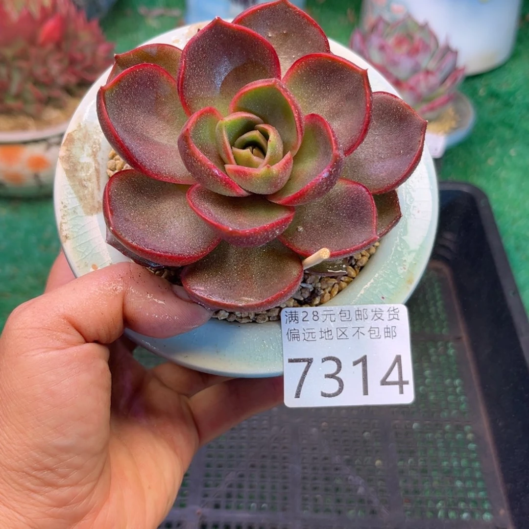 大7314/）d h g b x h g b b