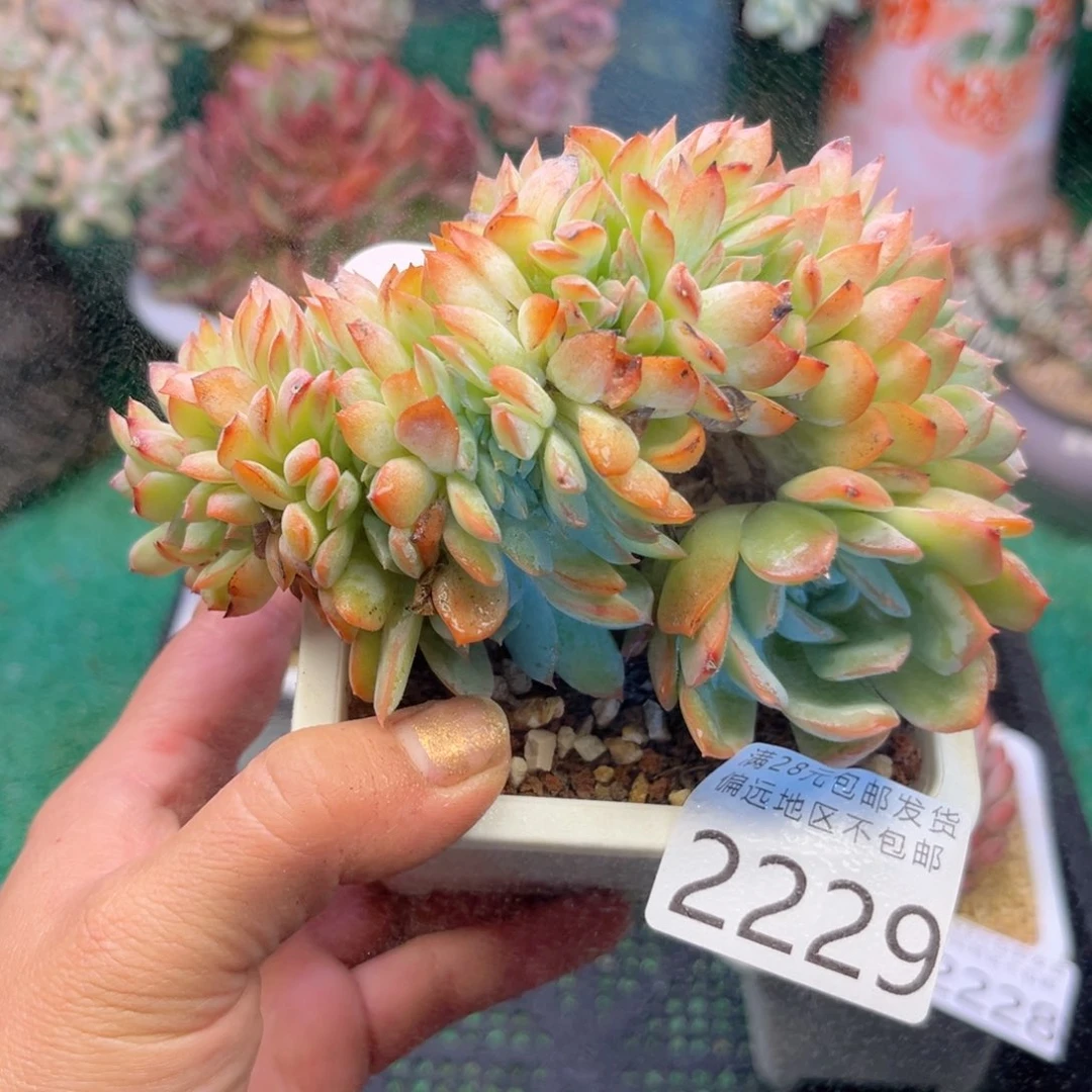 大2229；j s j s j f h n