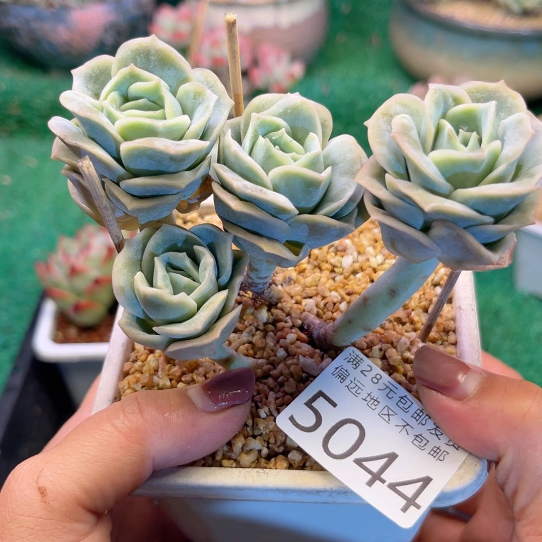 亲5044:？d j f j f jvn m