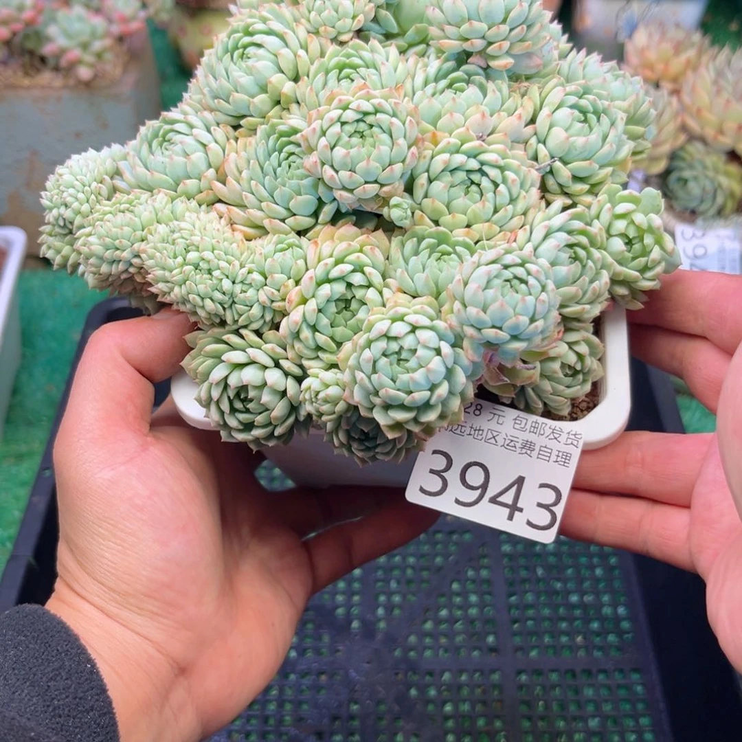 亲3943，b x b x j c b b n n k