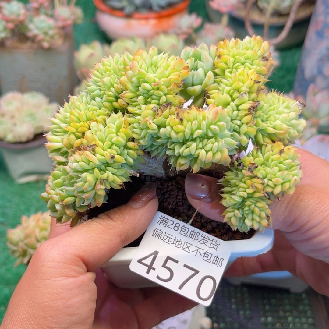 大4570；h x h d h f h g h