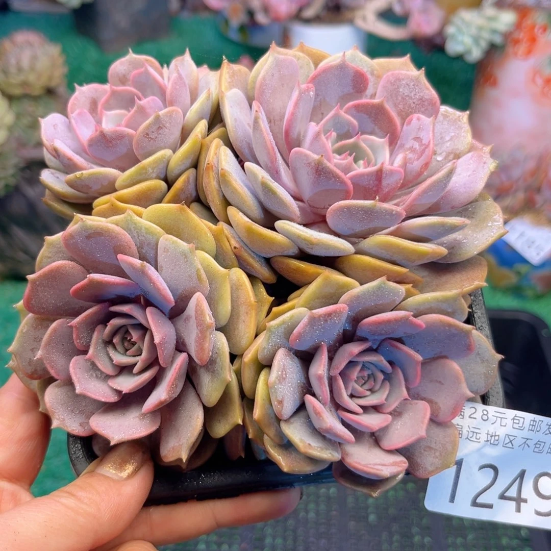 大1249；n x h f h g h n n