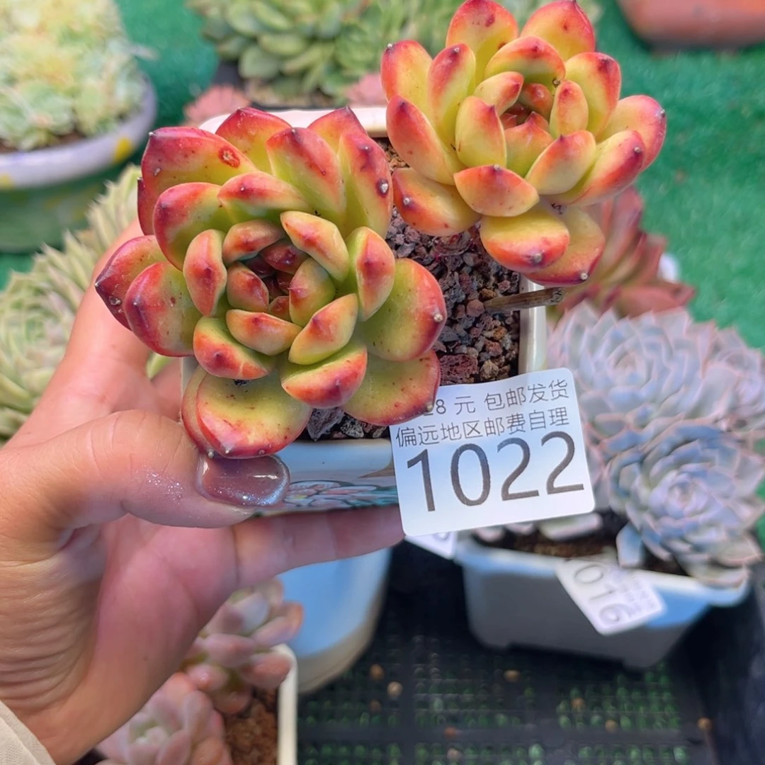 大1022/）cv x b g v b b