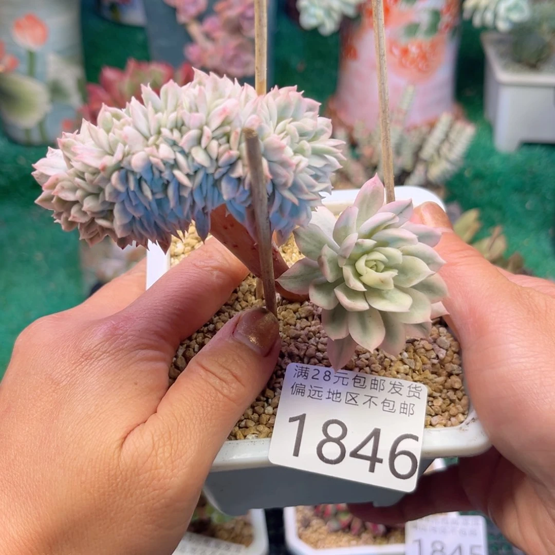 大1846:）sh x h f h c g b