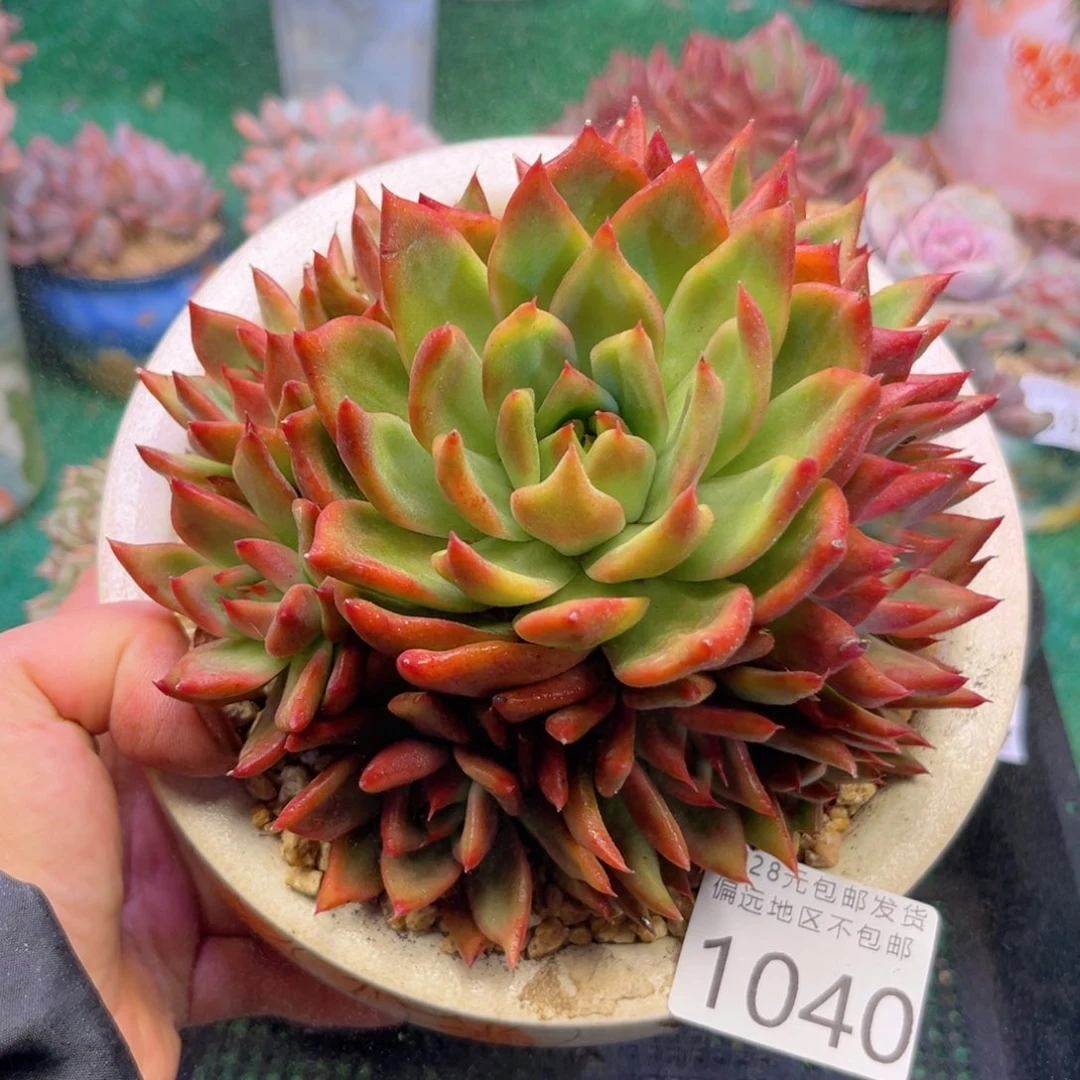 大1040。n c j x j ch b j