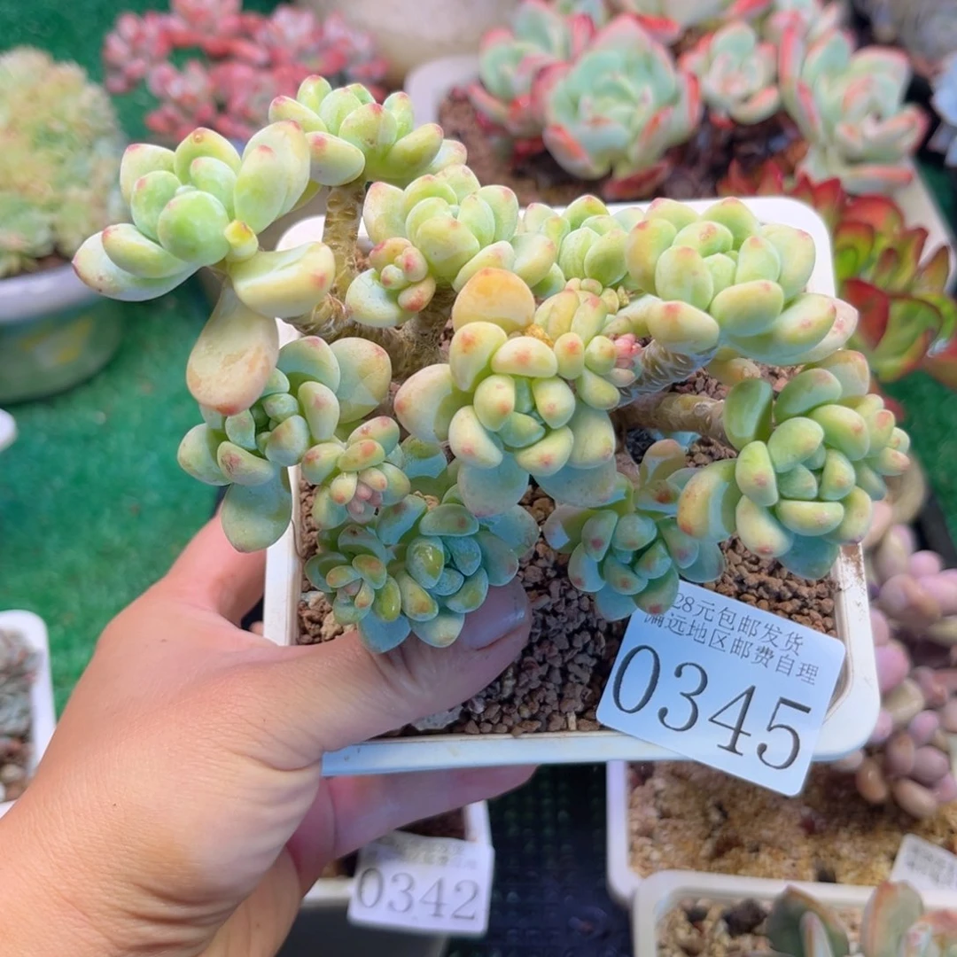 大0345；n x b f b x h b