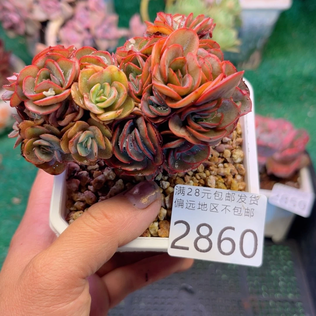 大2860；h d h f h f h ch f g