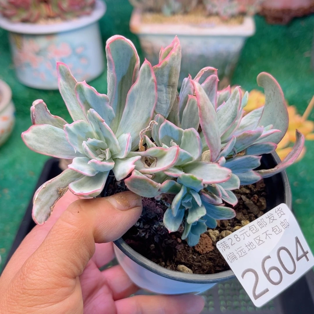 大2604。v f d j x h g b