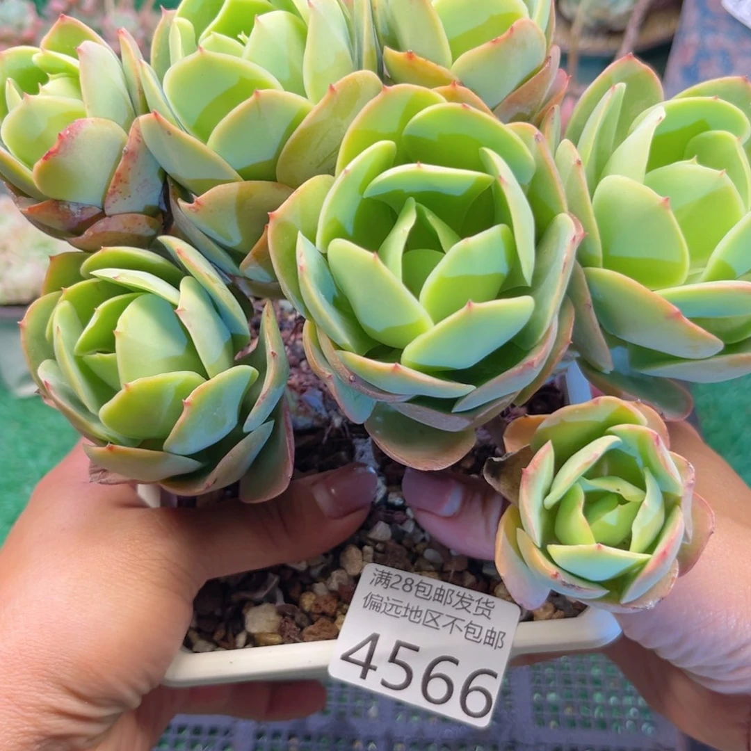 大4566:）x n c j g h v b