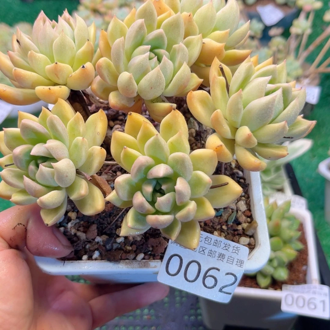 大0062，f f zi j d h c v b