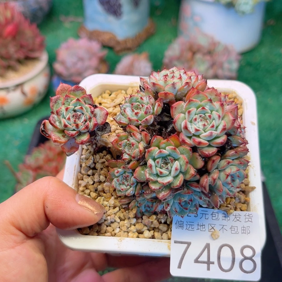 大7408；b x j f j f h v b