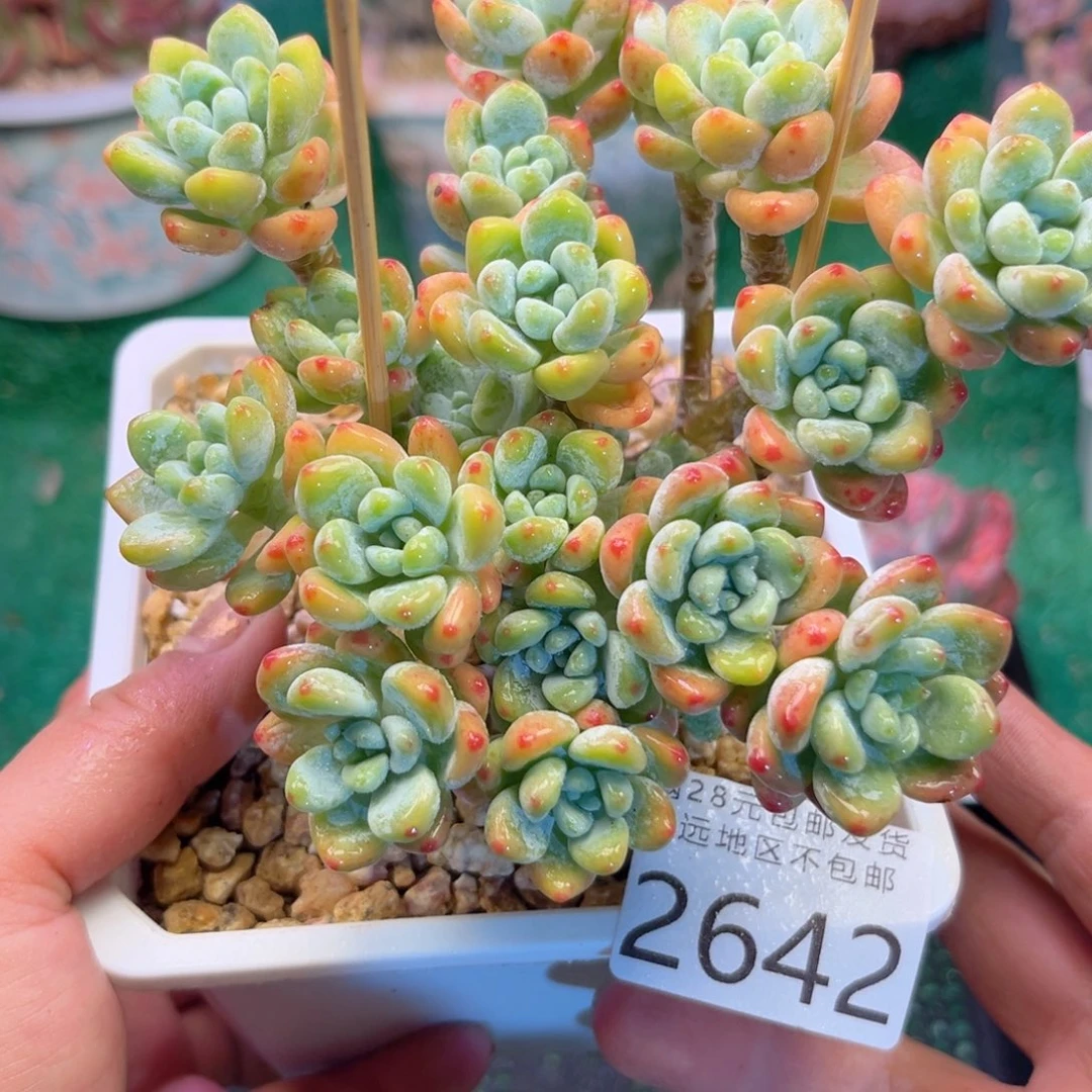 大2642（sh z j d h x b v b