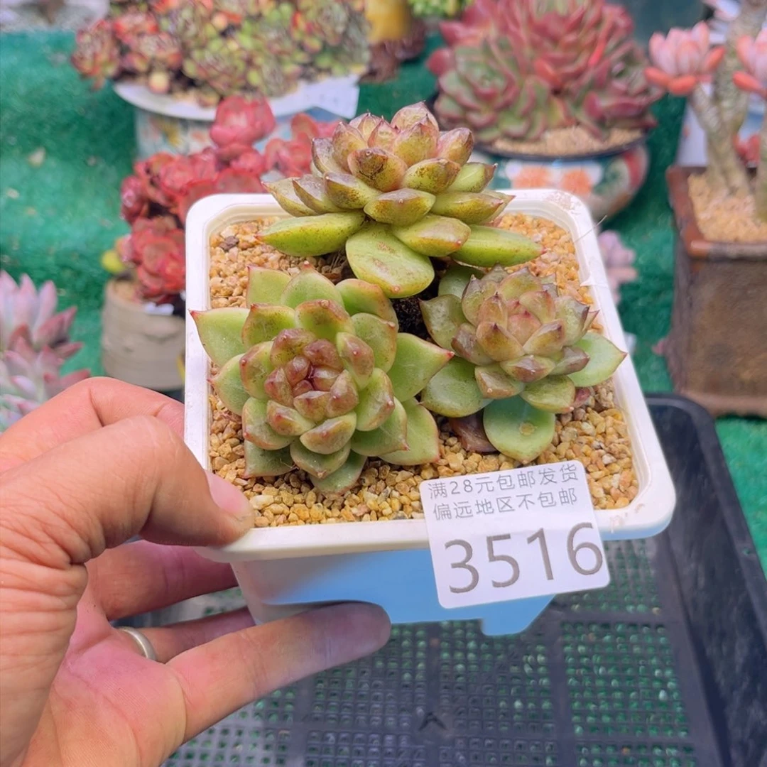 大3516h j k k k k k