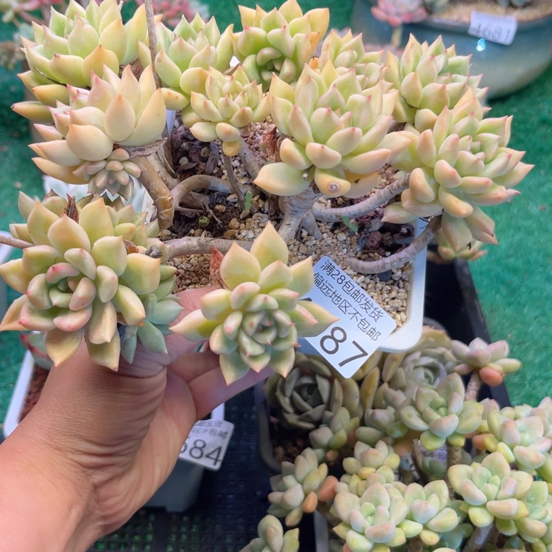 大4687；n c b c vvv b