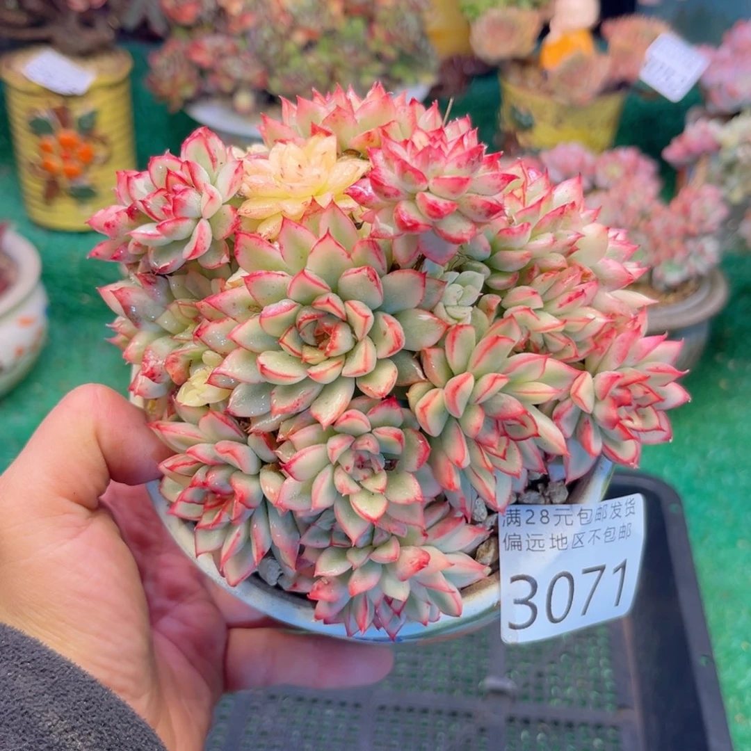 亲3071（sh d h d b x g b