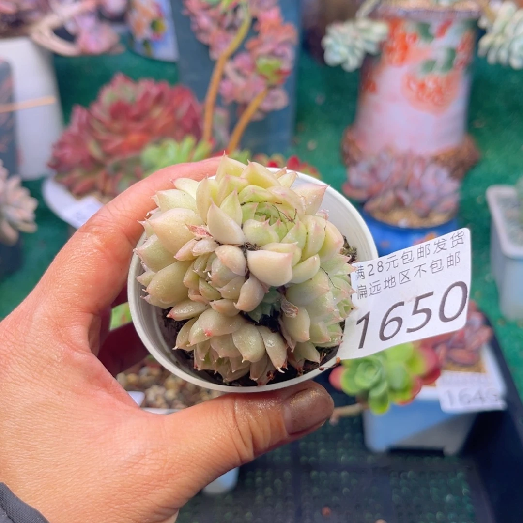 大1650:¥：¥：¥；h g v b