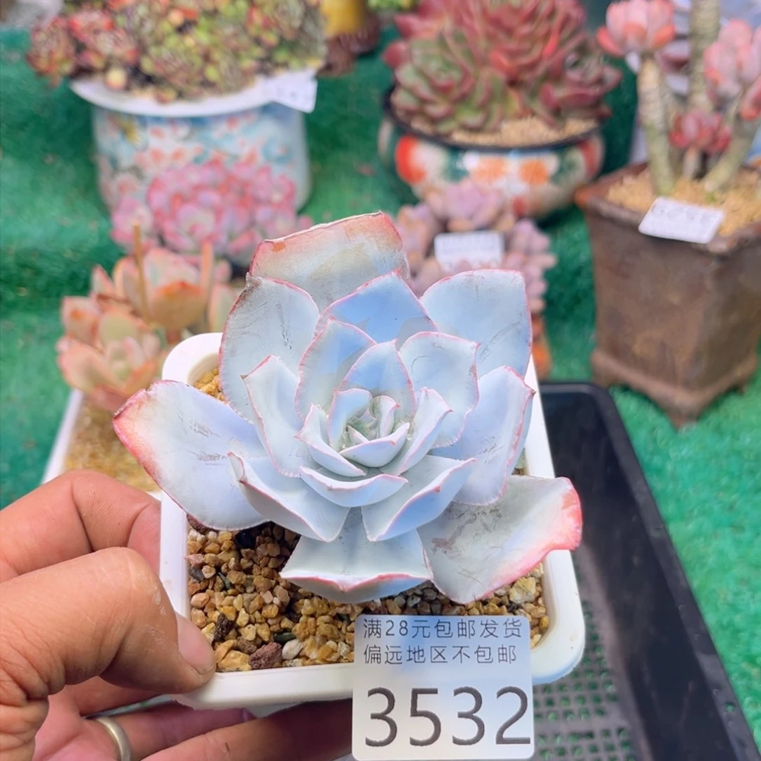 大3532y jj j j k k k