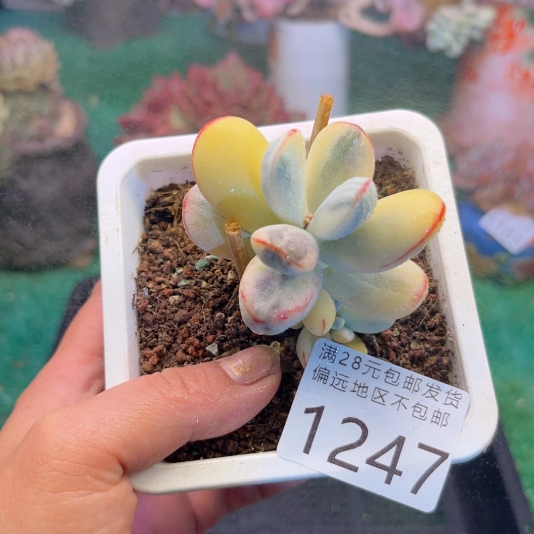 大1247:¥；h d h g h n