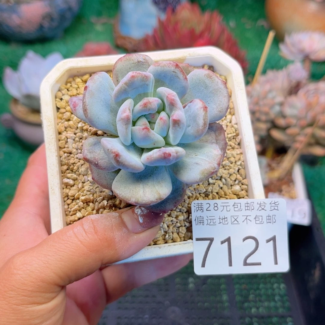 亲7121（s b x b c nv b