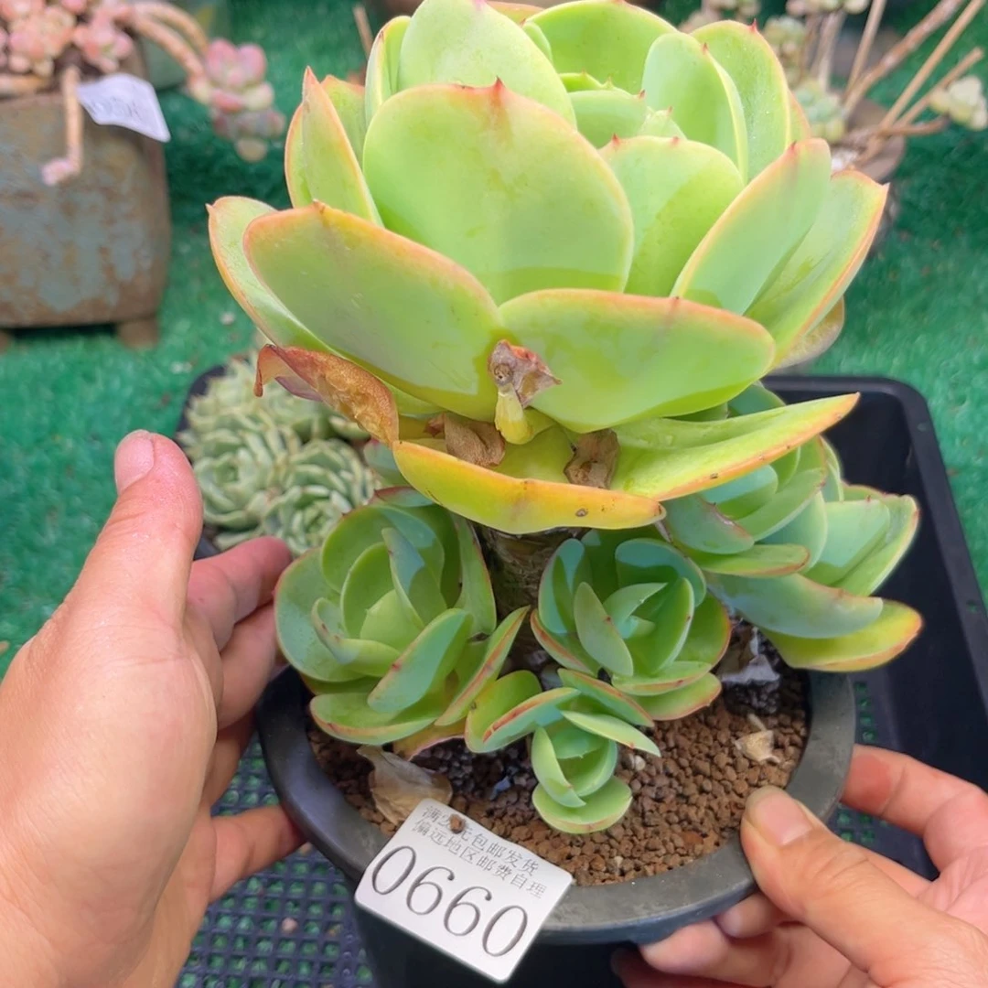 大0660，b d b c b b