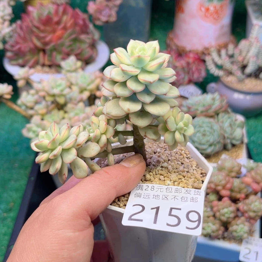 大2159；j s j d j x j c v