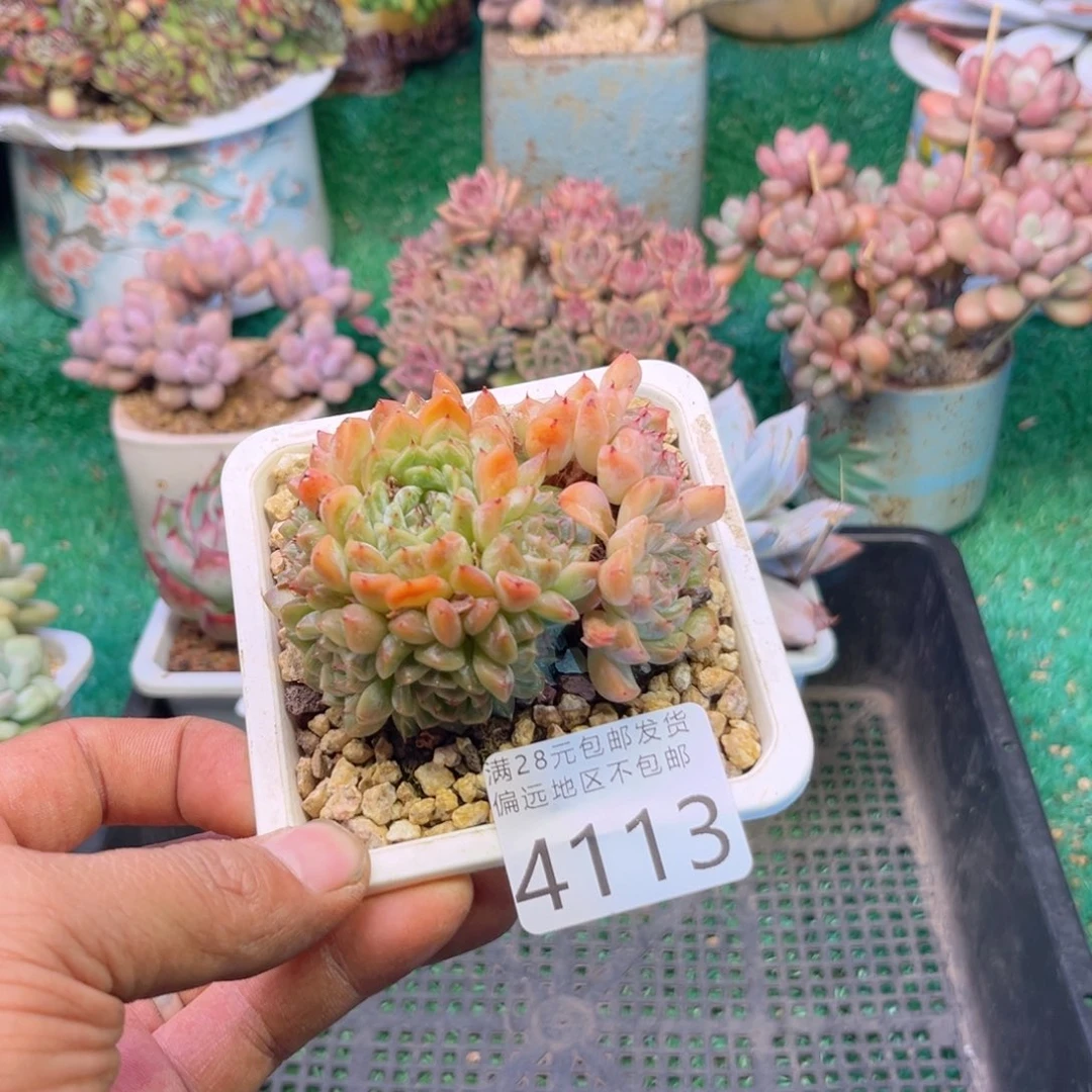 大4113g h j jkj j j