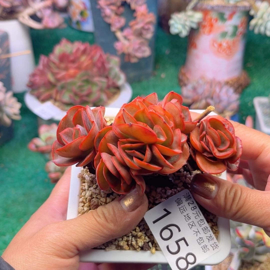 大1658；j d h d h f g vv