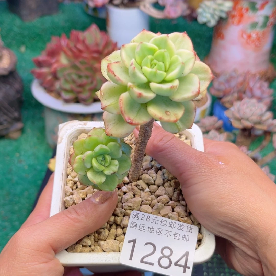 q1284:（sh d j d j x g b