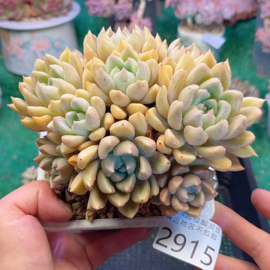 大2915/）d b sh cv b b