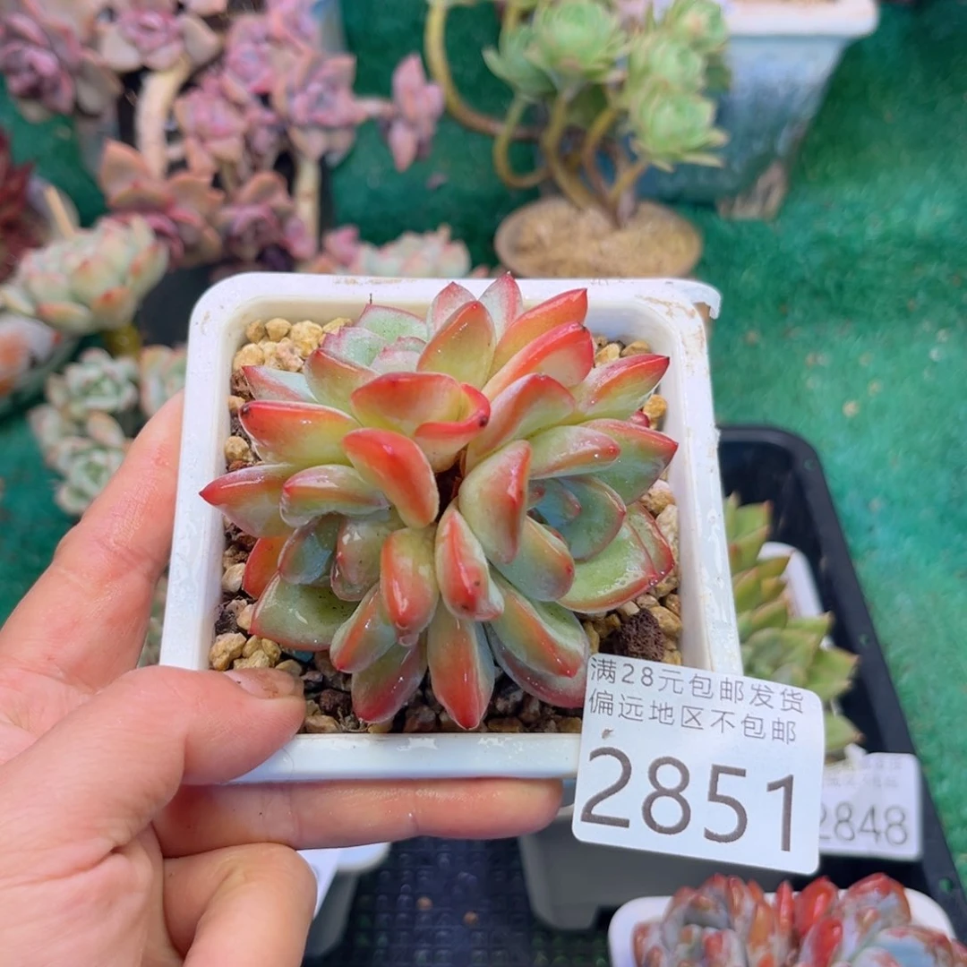 大2851）d h x n d h c b b