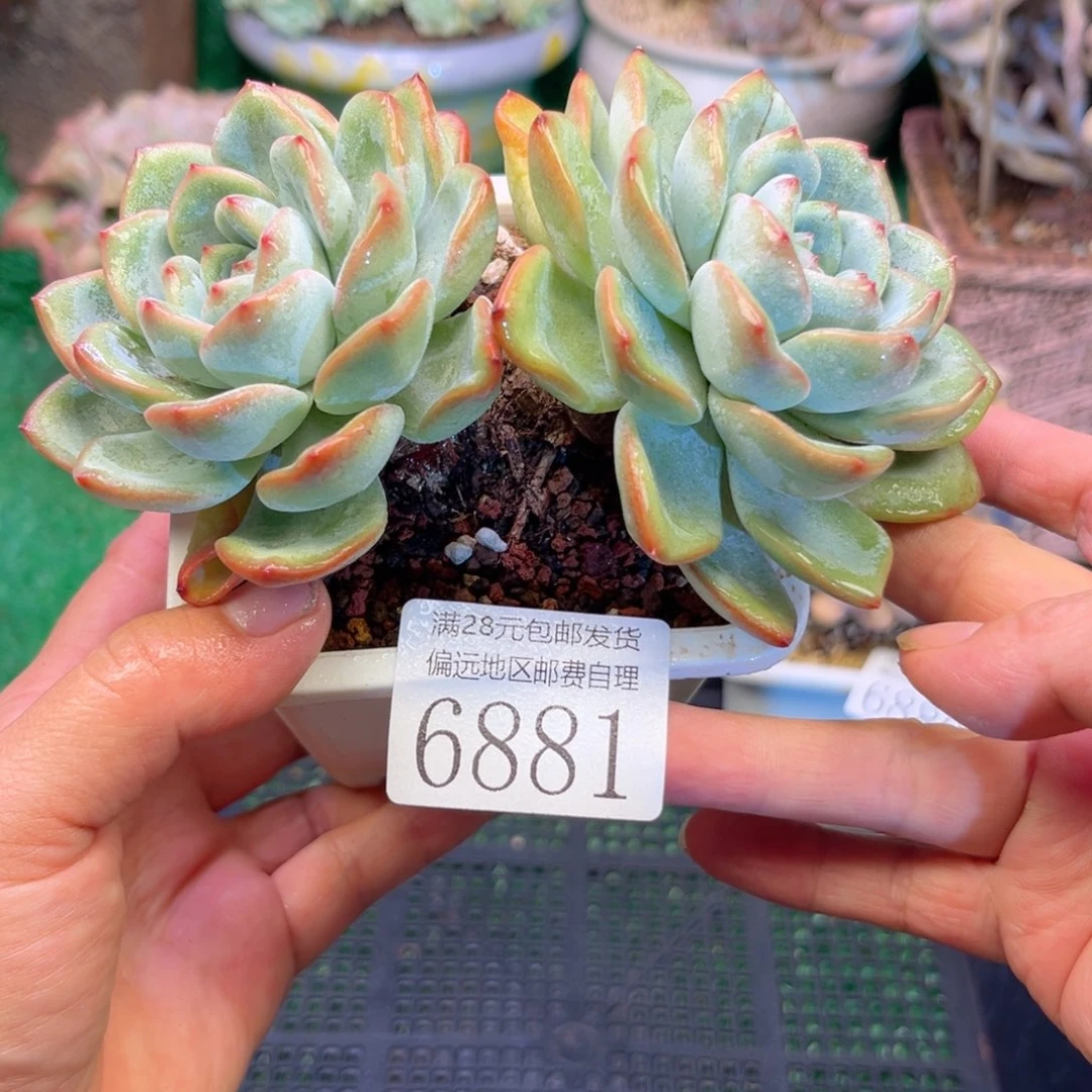 大6881（d b ch v b n