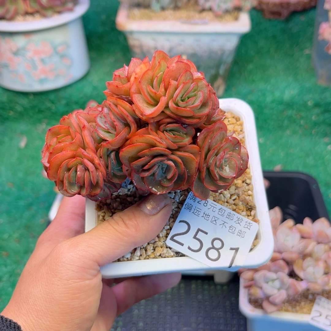 大2581¥：！d b d b f h n