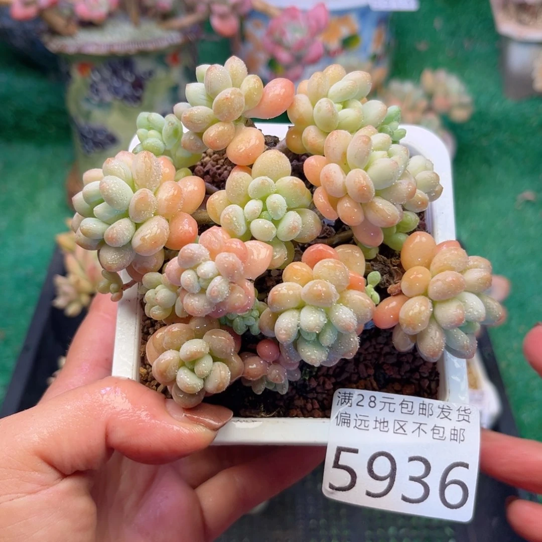 大5936:@d j x j c j h b v