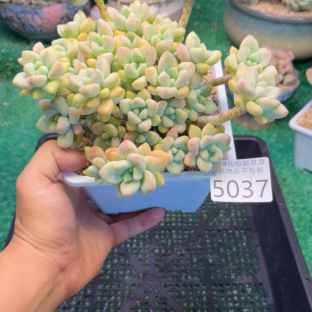 大5037:）sv xb x g h h b