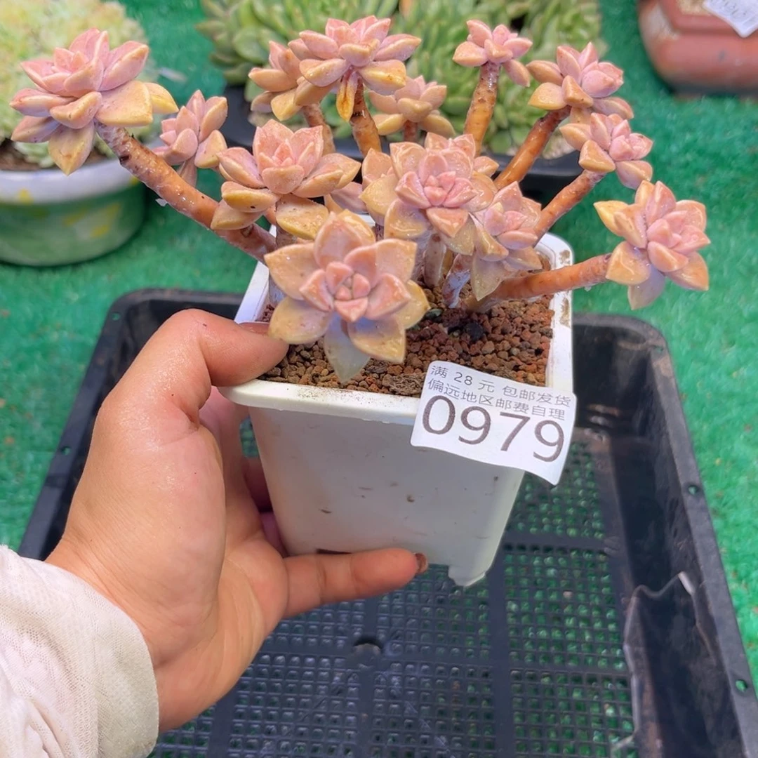 大0979（j s h f g ch b b