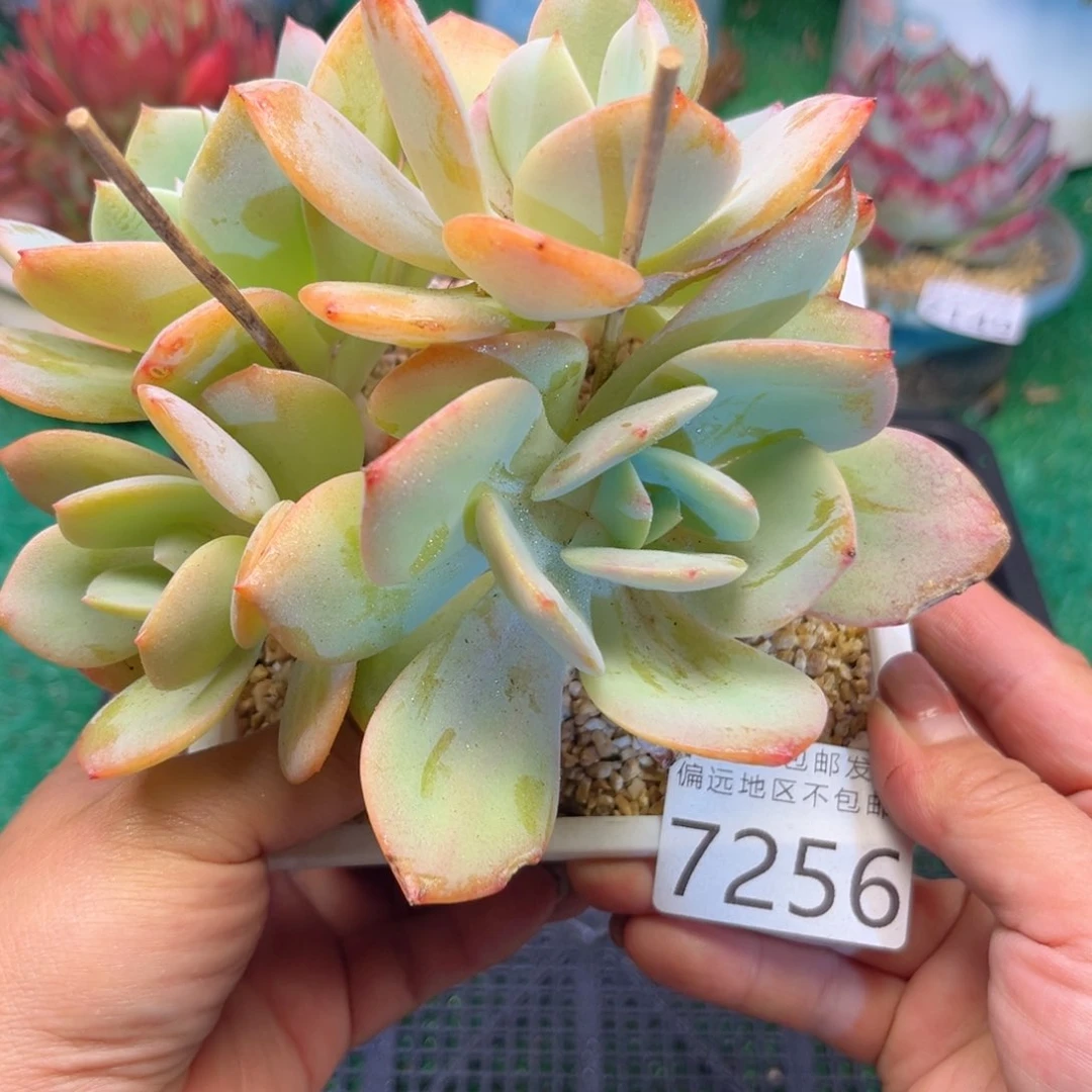 大7256:）d b cv v b b