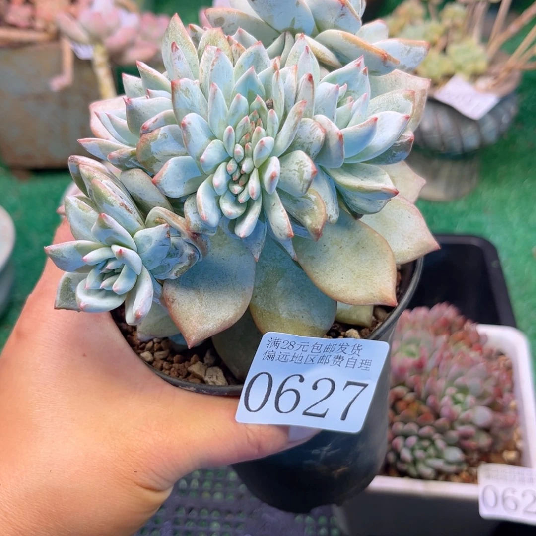 大0627:？cv fv h n n