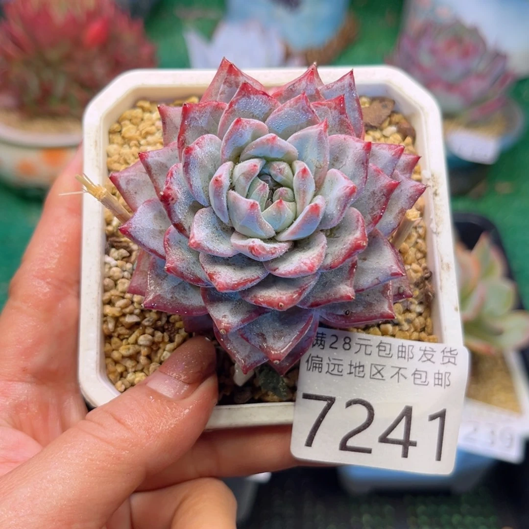 亲7241（s b x j x n c b b