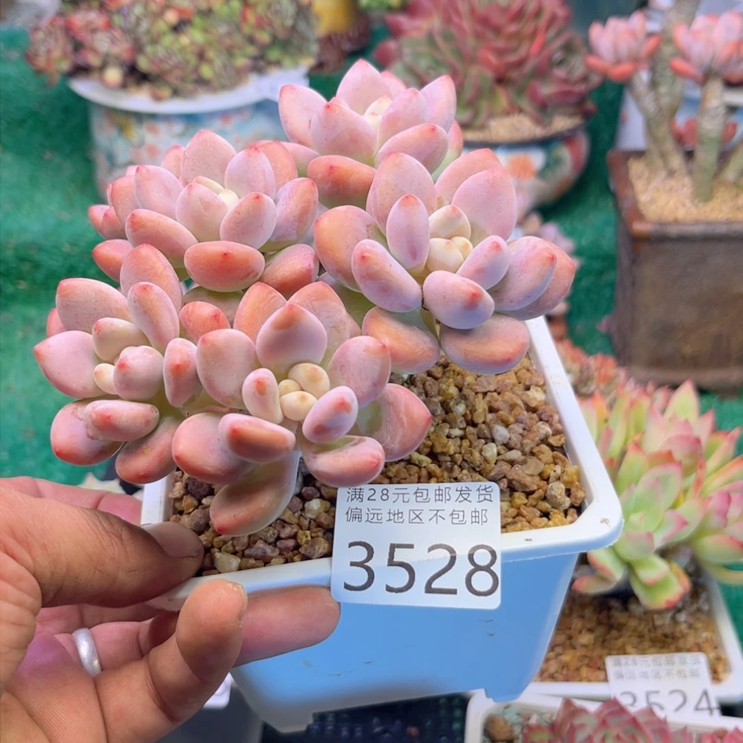 大3528h j j j j j j