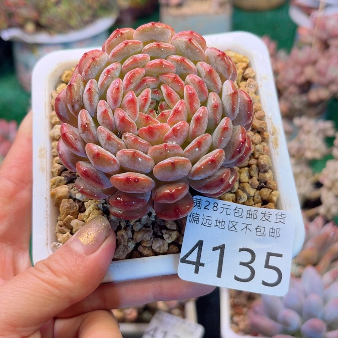 大4135:）d n c j c n m