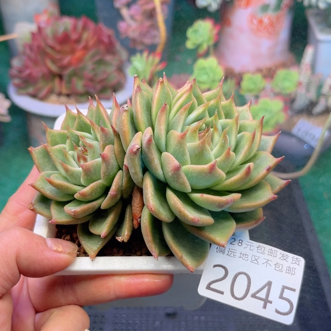 大2045:¥；b z j c j b b b