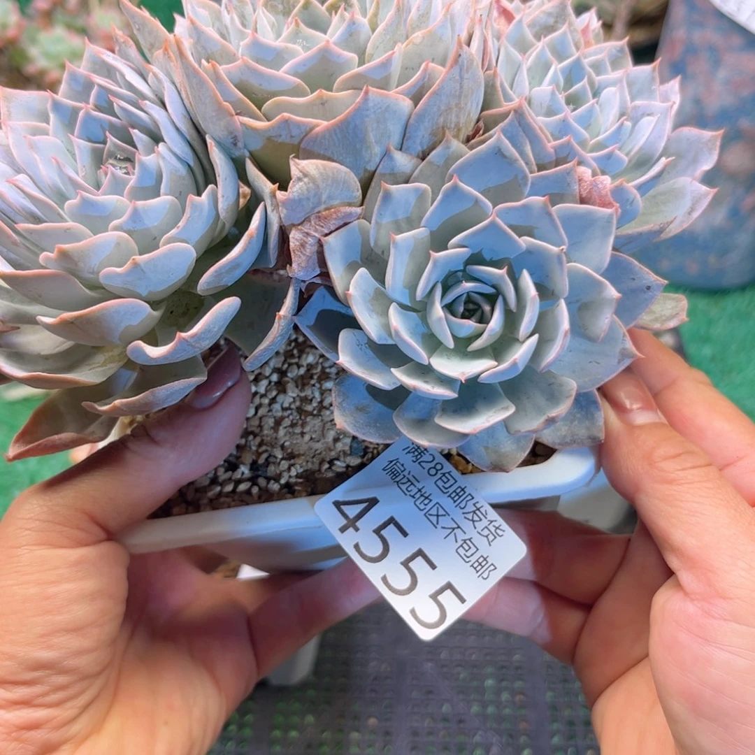 q4555:、d j x m d j f g g b