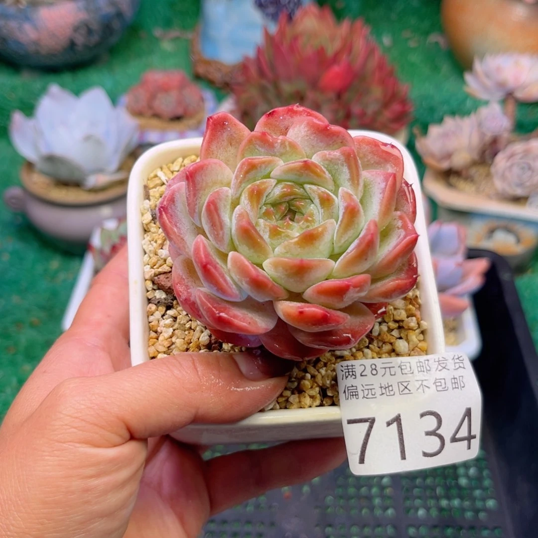 大7134:？d b x h f h g h h