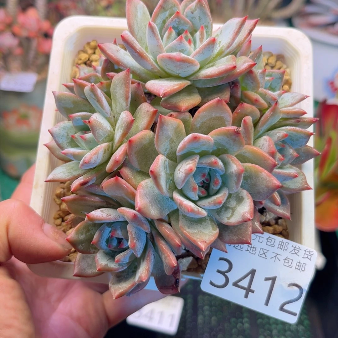 q3412/）d b d j f j g j