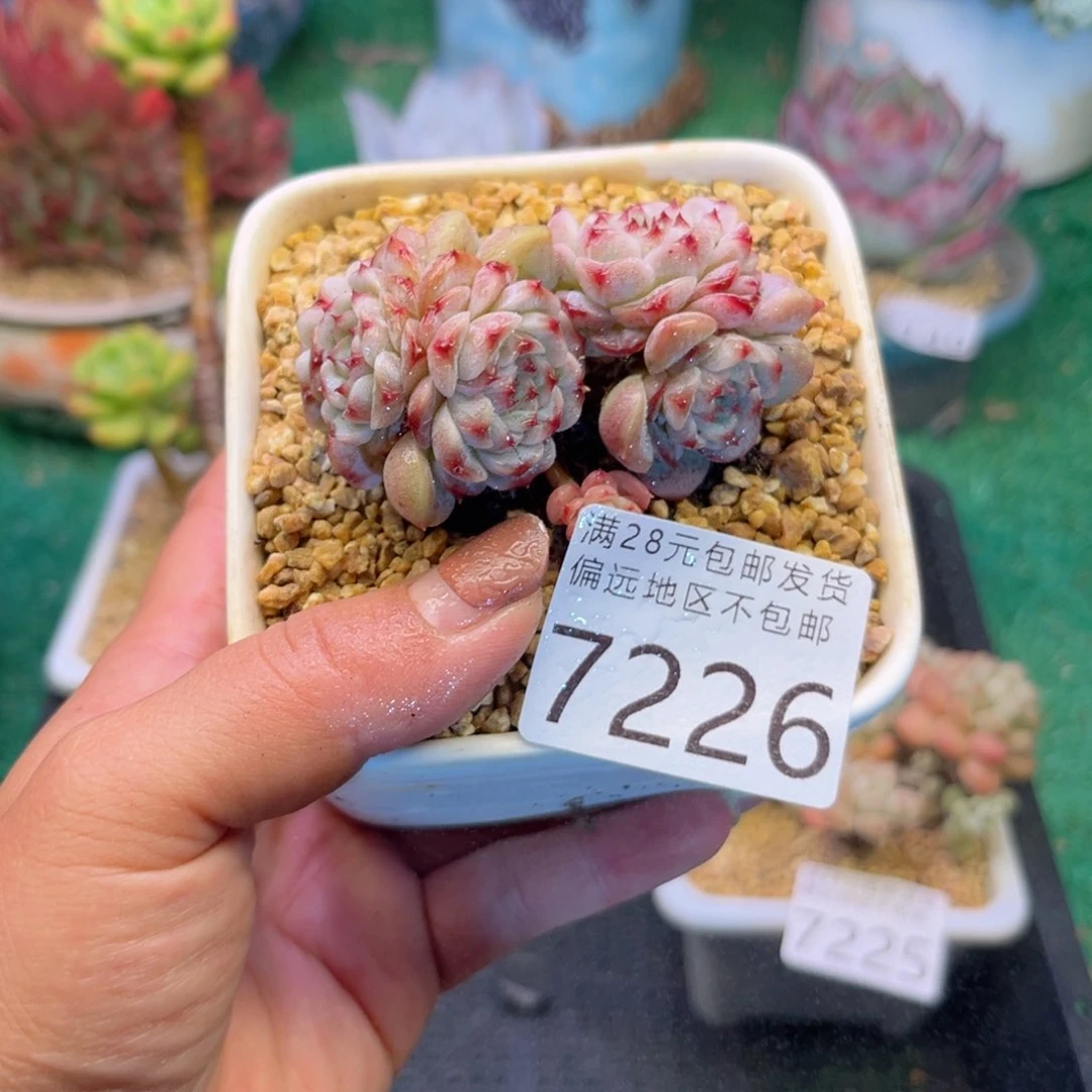 大7226:；h f h sh d g f h g