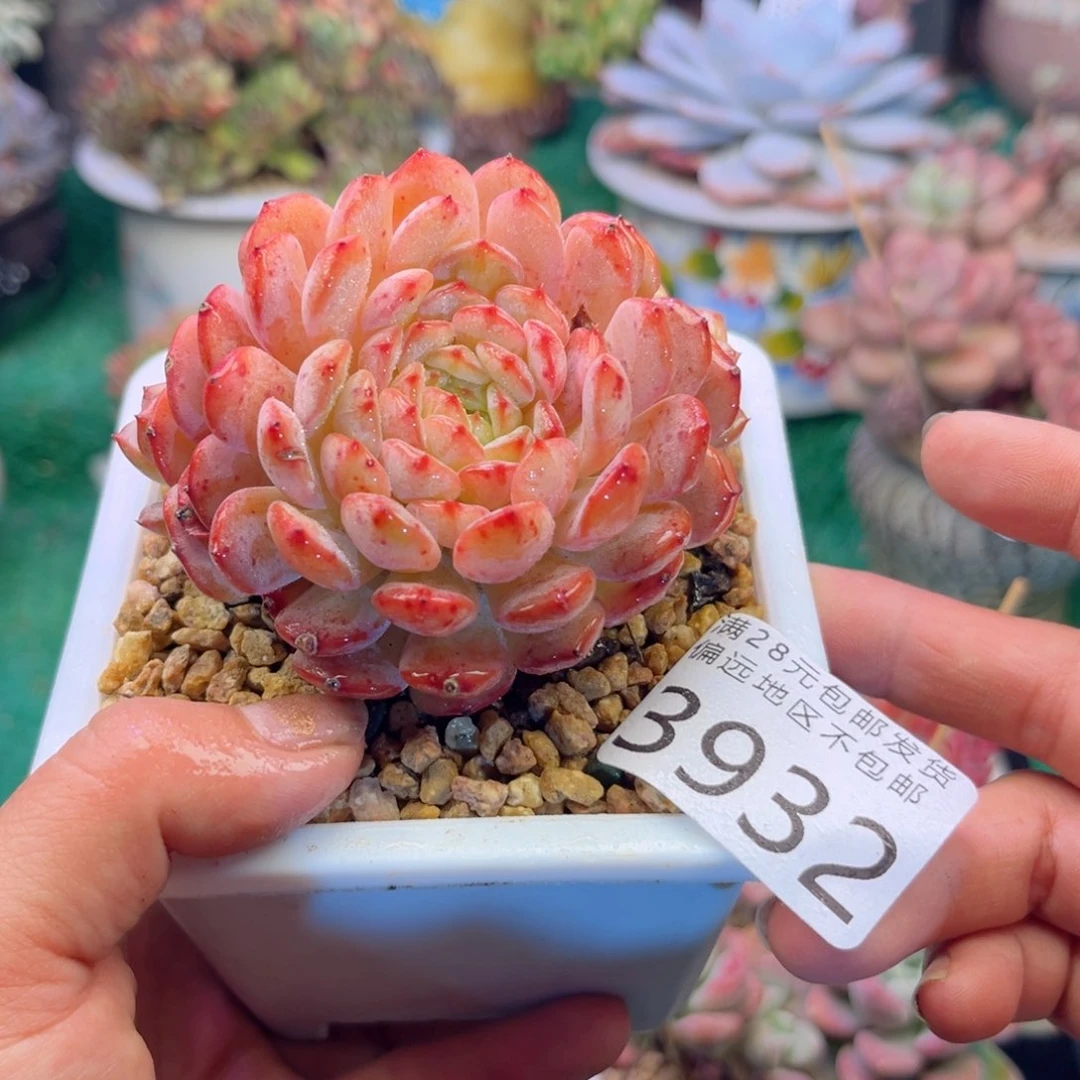 大3932（d j d h c j c b