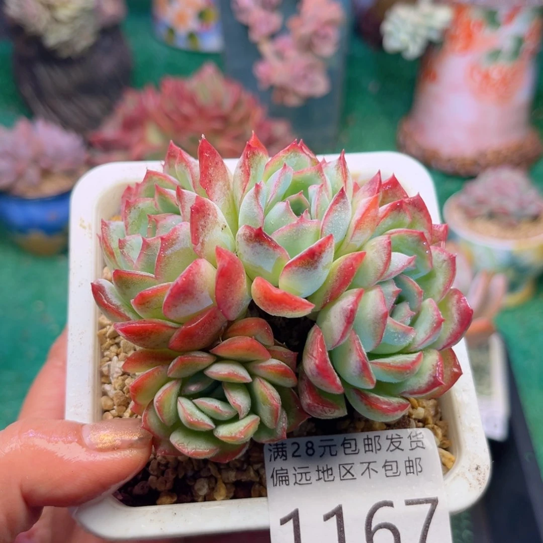 大1167；g z b x h d h g h