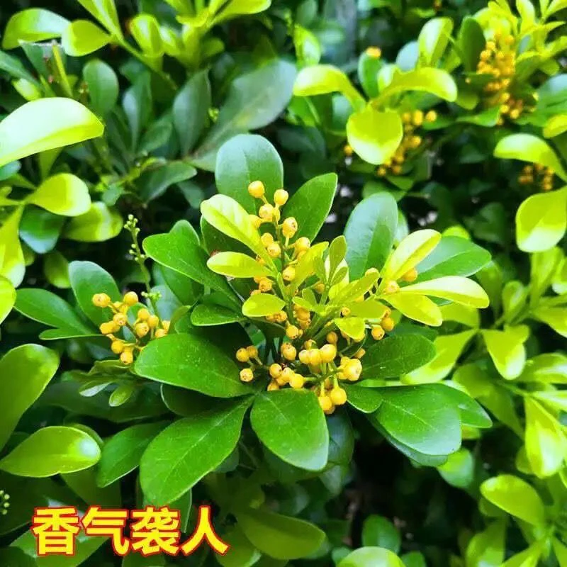 正宗四季米兰花盆栽室内阳台庭院四季开花净化空气防甲醛香水米兰