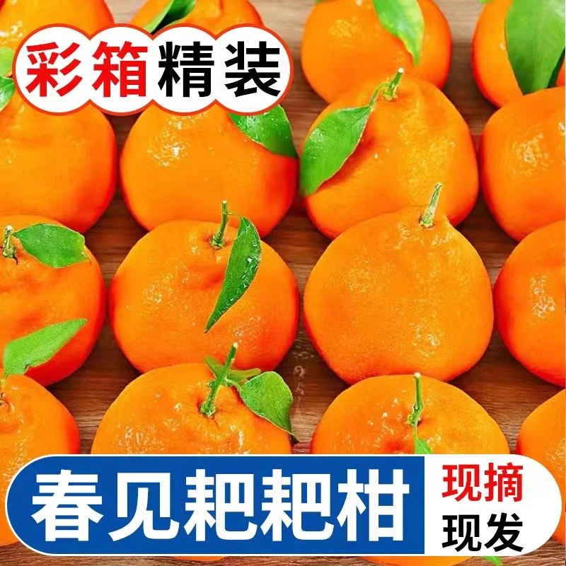 【果园直发】四川春见耙耙柑新鲜水果丑橘粑粑柑桔子5/8斤彩箱包邮.